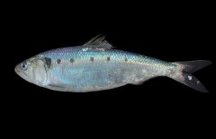 沙丁魚(yú)吃什么食物？沙丁魚(yú)產(chǎn)自什么地方？