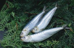 沙丁魚(yú)是什么魚(yú)，沙丁魚(yú)產(chǎn)地哪里？