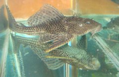 清道夫魚(yú)怎么繁殖？