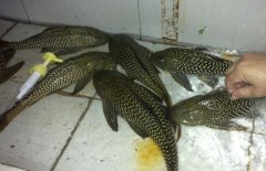 清道夫魚(yú)和什么混養(yǎng)？