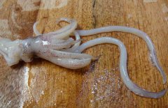魷魚和什么相克？