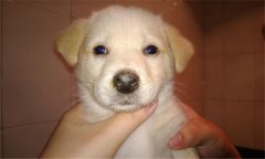 犬瘟熱的癥狀有哪些？犬瘟熱的防治與預(yù)防方法