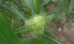玉米雄穗和雌穗是什么，玉米先出穗還是先出棒