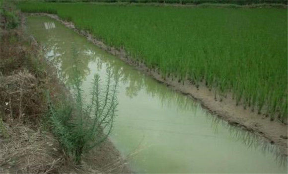小龍蝦可以和稻田魚混養(yǎng)嗎？