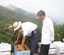 養(yǎng)蜂八月秋繁要注意些什么？
