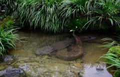 吃娃娃魚(yú)犯法嗎？