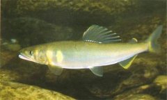 香魚是什么魚，香魚的主要產(chǎn)地在哪里？