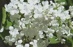 五月丁香北京香，北方丁香花期在五月