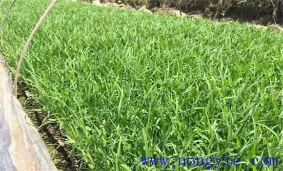 大棚黃瓜、水稻、菠菜高效種植模式簡(jiǎn)介