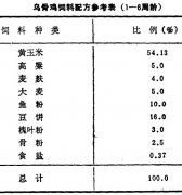 怎樣飼養(yǎng)商品烏骨雞？
