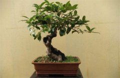 家庭陽(yáng)臺(tái)盆栽桂花如何養(yǎng)護(hù)？