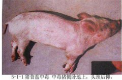 豬食鹽中毒癥狀是什么，怎樣防治豬食鹽中毒？