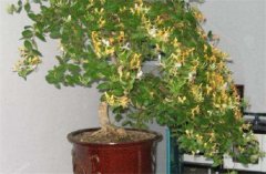 盆栽金銀花種植技術(shù) 金銀花是否嬌氣難養(yǎng)？