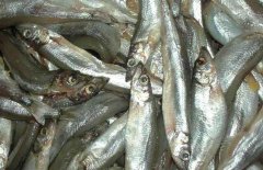 多春魚的產(chǎn)地在哪里？多春魚如何養(yǎng)殖