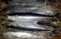 馬鮫魚產(chǎn)地在哪里、有哪些種類 能人工養(yǎng)殖嗎？