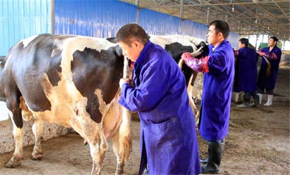 牛胎衣不下怎么辦，牛胎衣不下治療方法