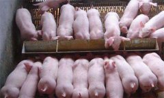如何治療斷奶后仔豬腹瀉，有哪些預(yù)防措施？
