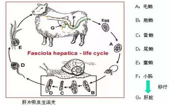 羊肝片吸蟲(chóng)病傳染嗎？