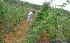 種植葛根如何管理？葛根田間管理技術(shù)要點(diǎn)