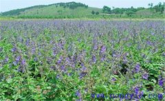 種植黃芩怎么管理？黃芩田間管理的主要內(nèi)容