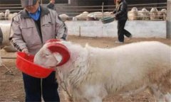 種公羊怎么選最好，種公羊的飼養(yǎng)管理要點