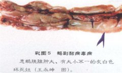 鵝副粘病毒癥狀及治療的方法，怎么治療