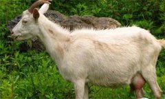奶山羊乳房炎怎么預(yù)防、怎么治療