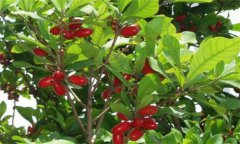 神秘果種植、繁殖與病蟲(chóng)害防治技術(shù)
