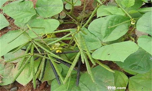 綠豆如何種能高產(chǎn)？