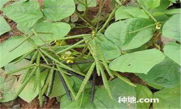 綠豆怎么種植能高產(chǎn)？