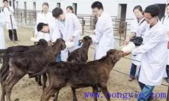 犢牛在出生時(shí)應(yīng)該注意什么？