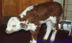 新生犢牛應(yīng)注意預(yù)防哪些常見的疾??？