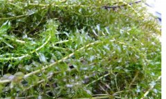 輪葉黑藻種植技術(shù)、種植時間和注意事項