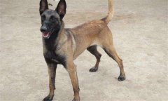犬冠狀病毒癥狀，犬冠狀病毒怎么治療