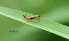 隱翅蟲怎么預(yù)防才好，被隱翅蟲咬了怎么辦？
