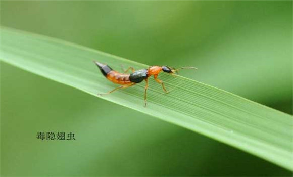 被隱翅蟲(chóng)咬了怎么辦
