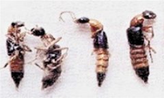 隱翅蟲(chóng)主要分布在哪里 隱翅蟲(chóng)一般什么時(shí)間出現(xiàn)