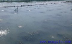 怎樣為魚塘增加氧氣，給魚塘增氧有幾種方法？