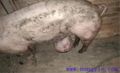 育肥豬拉黑稀是什么原因，如何預防與治療？
