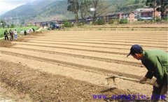種植薄荷如何選地整地？薄荷種植管理技術(shù)要點(diǎn)