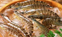 如何養(yǎng)殖沼蝦，沼蝦養(yǎng)殖技術(shù)須知