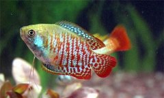麗麗魚(yú)好養(yǎng)活嗎?麗麗魚(yú)怎么分公母、怎么養(yǎng)