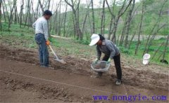 當歸栽培方法，當歸怎么種植才能高產(chǎn)？