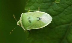 稻綠蝽怎么防治，稻綠蝽發(fā)生規(guī)律是什么？