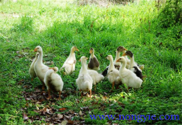 如何飼養(yǎng)鵝，鵝的飼養(yǎng)管理需注意事項