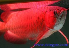 紅龍魚(yú)價(jià)格多少錢一條，紅龍魚(yú)如何飼養(yǎng)與管理