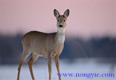 狍子是幾級保護(hù)動物，狍子為什么傻