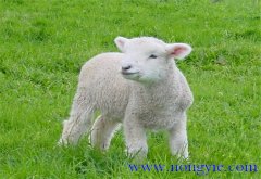 羔羊的早期飼喂、合理補(bǔ)飼和運(yùn)動(dòng)鍛煉方法