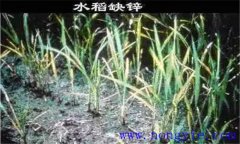 水稻缺鋅會(huì)導(dǎo)致僵苗，水稻缺鋅怎么辦？