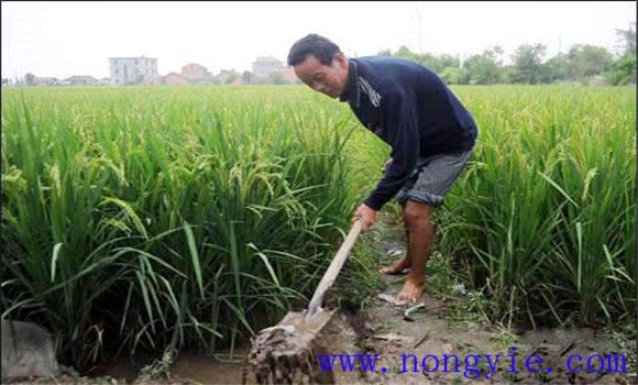加強(qiáng)水漿管理，確保形成合理的群體